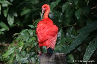 Rode ibis Rode ibis