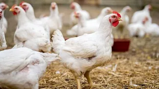 Vogelgriep uitbraak in Putten Vogelgriep uitbraak in Putten